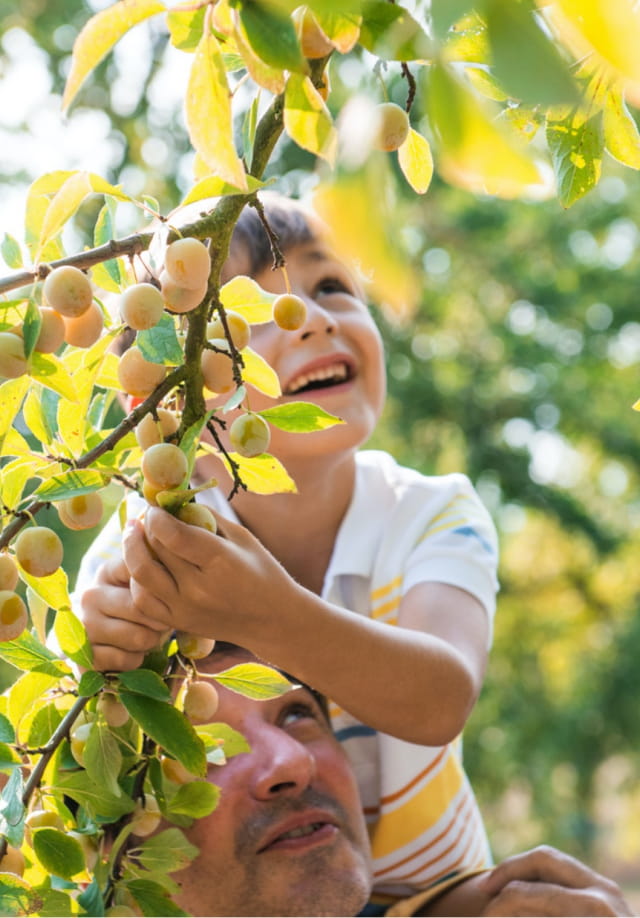 Récolte des mirabelles